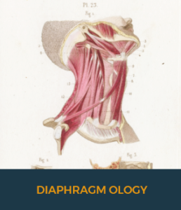  Diaphragm Ology